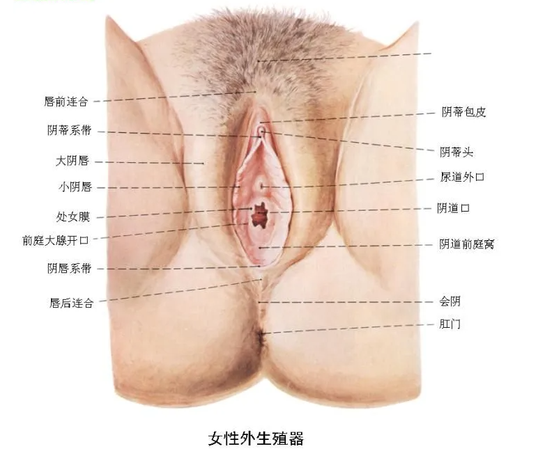患上了外阴白斑应该怎么办呢？