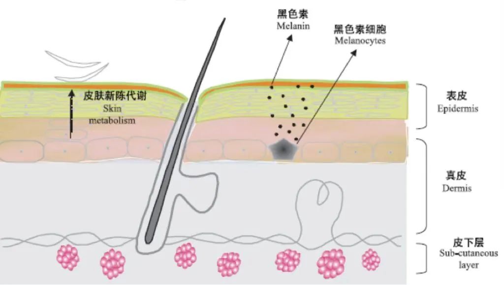 外阴皮肤发白和黑色素有什么关系? 外阴皮肤发白和黑色素有什么关系?