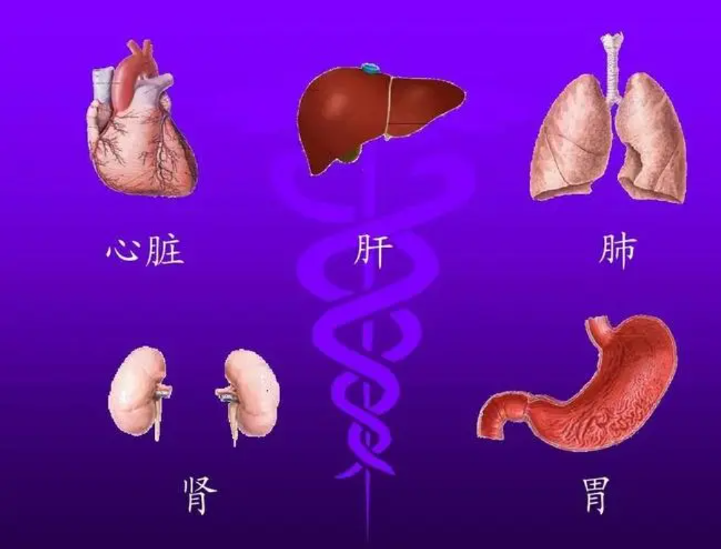 外阴白斑患者可以吃哪些食物来滋补五脏? 外阴白斑患者可以吃哪些食物来滋补五脏?