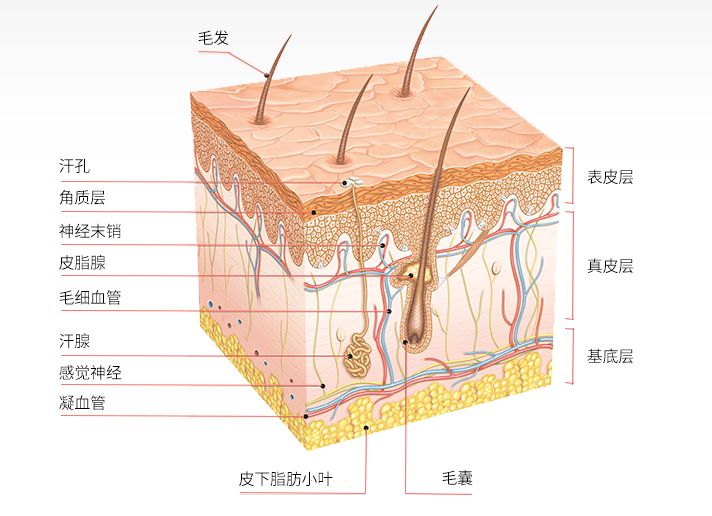 哪些因素会影响外阴白斑疾病的治疗进程? 哪些因素会影响外阴白斑疾病的治疗进程?