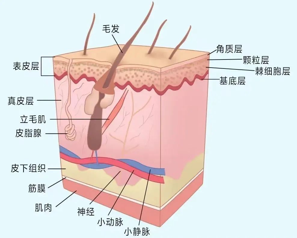 外阴白斑患者为什么会脱屑? 外阴白斑患者为什么会脱屑?